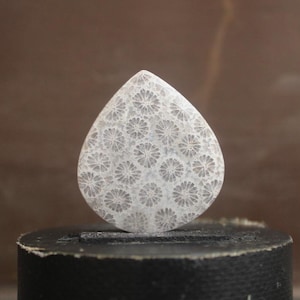 Fossil coral cabochon