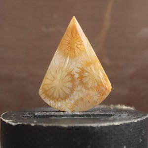 Fossil coral cabochon