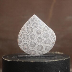 Fossil coral cabochon