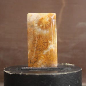 Fossil coral cabochon