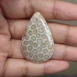 Fossil coral cabochon
