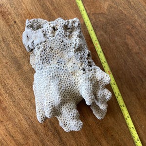 Vintage Coral Specimen, Fossil Coral Piece, Natural Coral Specimen, Vintage Coral Fossil Specimen