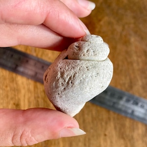 Fossilized Shell from Tampa Bay, Fossilized Sea Shell, Fossilized Gastropod Shell, Seashell Fossil, Gift for Rock Collector, Fossil of Shell