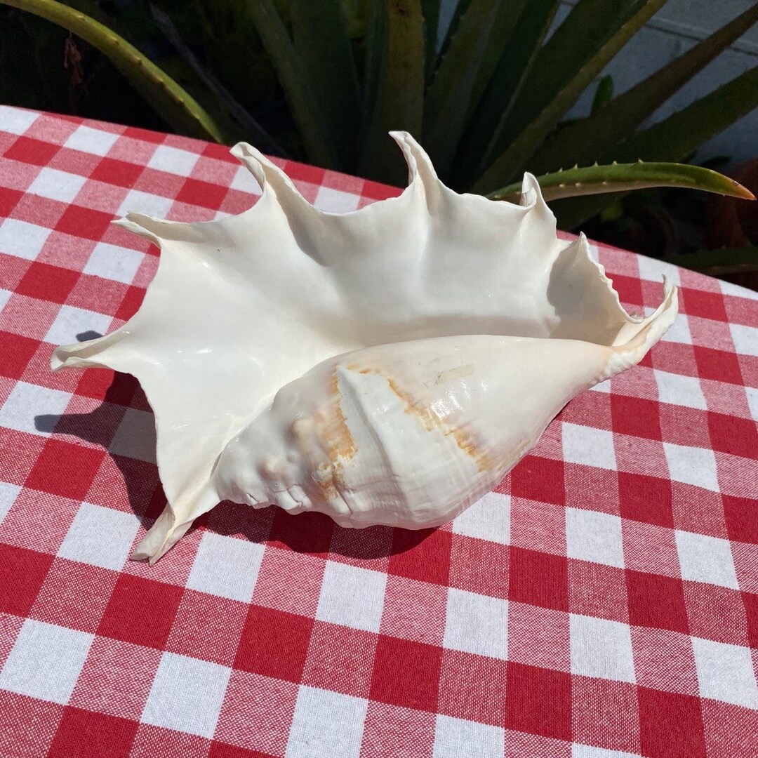 10 Lambis Trucata Shell Beautiful Large Spiny Shell Vintage - Etsy