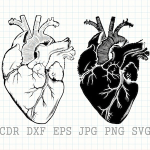 Anatomisches Herz svg, Herz svg, Herz Vektor Design, medizinische Herz Silhouette