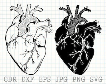 Download Anatomical Heart Svg Etsy