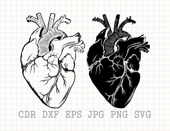 Anatomical Heart Svg Cardiac Svg Heart Vector Design - Etsy
