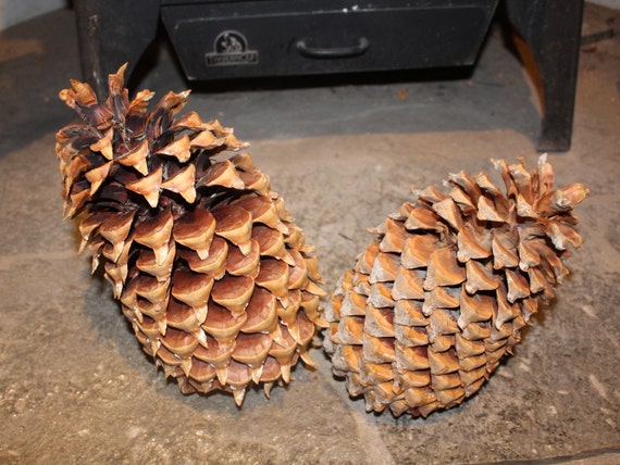Coulter "Widowmaker" Pine Cone 12" Coulter "Widowmaker" Pine Cone 12"
