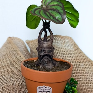 Op de afbeelding: Een terracotta pot met een Alruinplant. De plant heeft grote groene bladeren met donkergroene nerven en een humanoïde wortelstructuur. De pot heeft een label met de tekst "Mandrake" en "Immature".