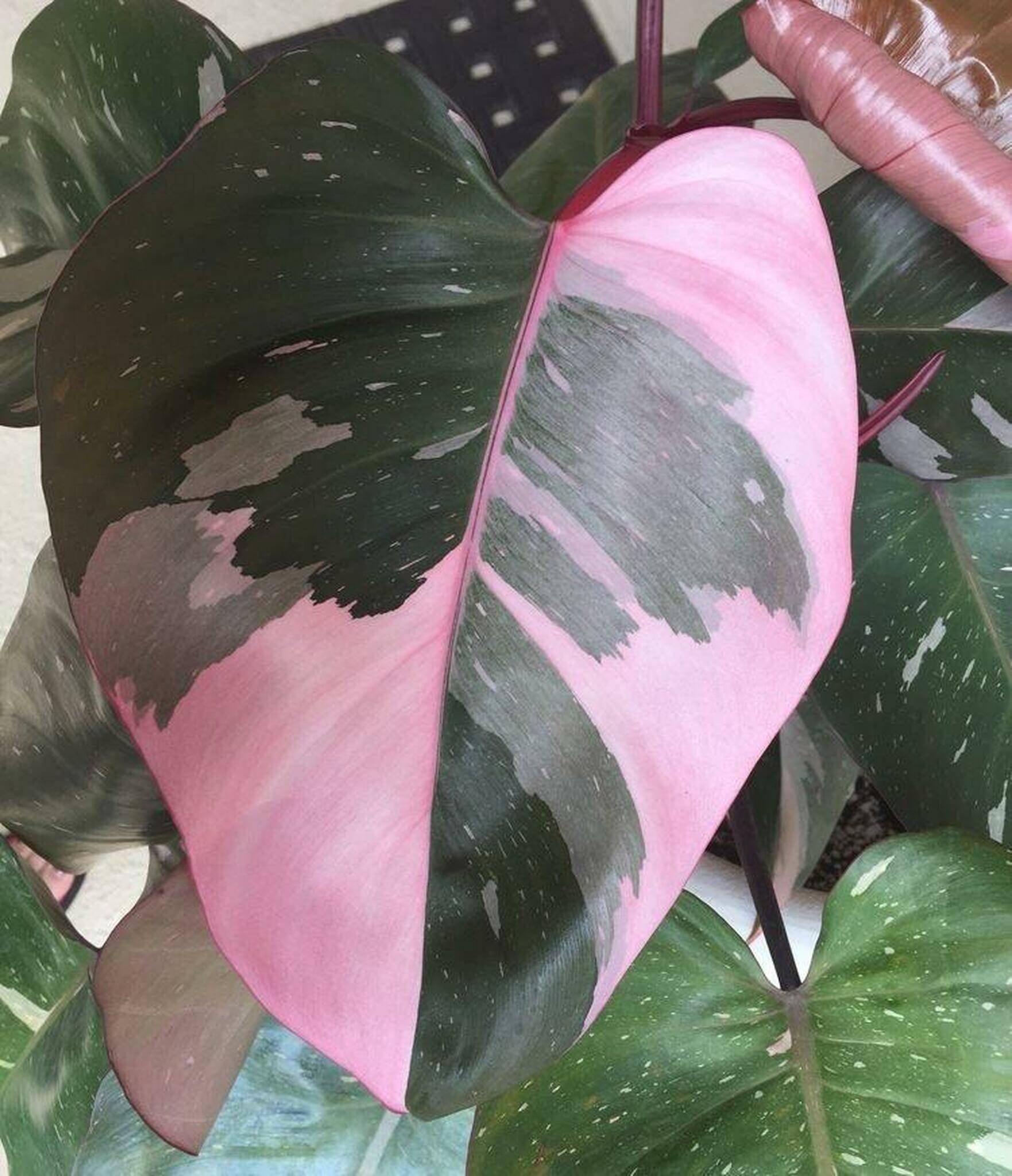 Pink Princess Philodendron Miss Piggy Monstera Inspired Resin Etsy