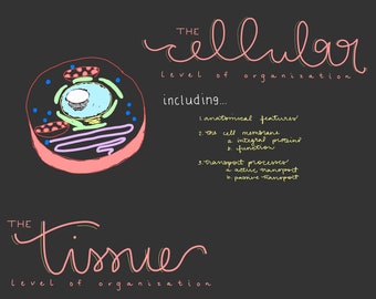 Cells and Tissues Study Guide: Anatomy & Physiology Notes