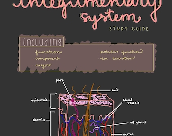 The Integumentary System Study Guide, Anatomy and Physiology, Notes for Nursing School