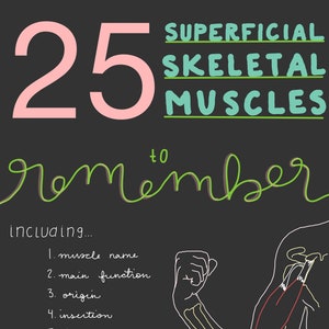25 Superficial Skeletal Muscles Study Guide, Nursing School Study Guide, Anatomy & Physiology