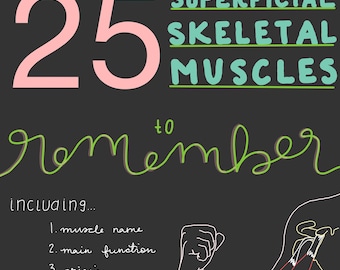Guía de estudio del músculo esquelético: Anatomía y fisiología, Facultad de Enfermería (PDF)