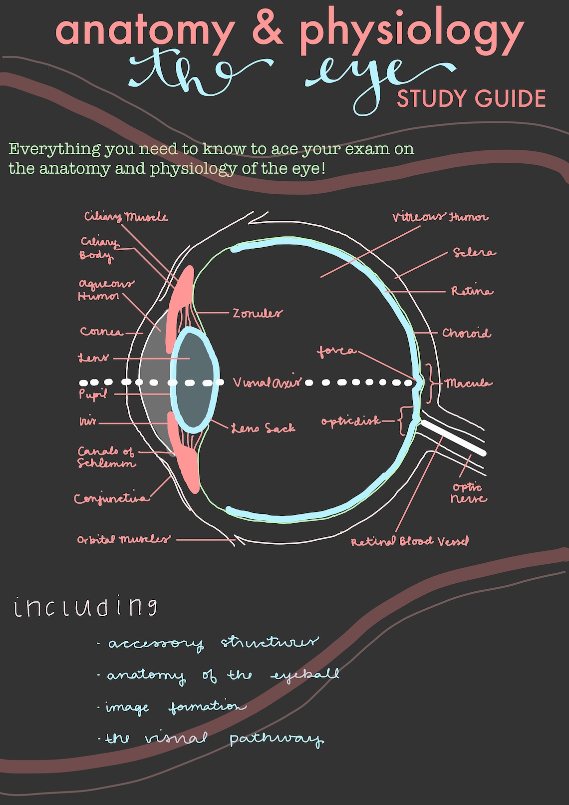 Anatomy & Physiology of the Eye Study Guide, Nursing School Materials