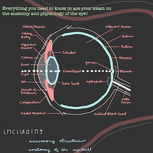 Anatomy & Physiology of the Eye Study Guide, Nursing School Materials