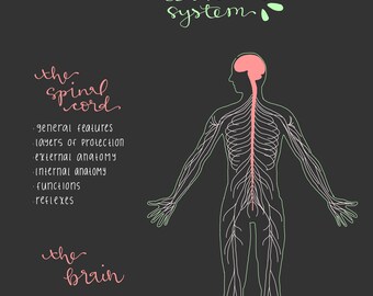 The Brain & Spinal Cord Study Guide, The Nervous System, Anatomy and Physiology, Nursing School Survival Guide