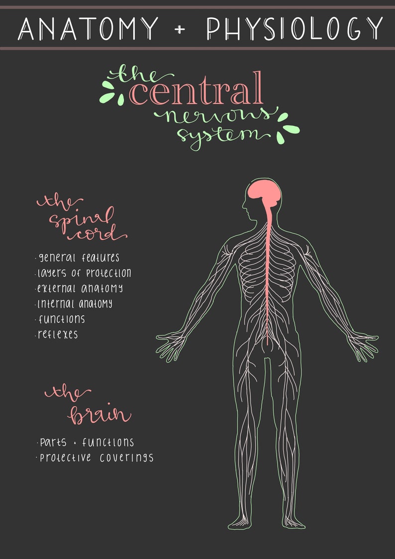 The Brain & Spinal Cord Study Guide, the Nervous System, Anatomy and ...