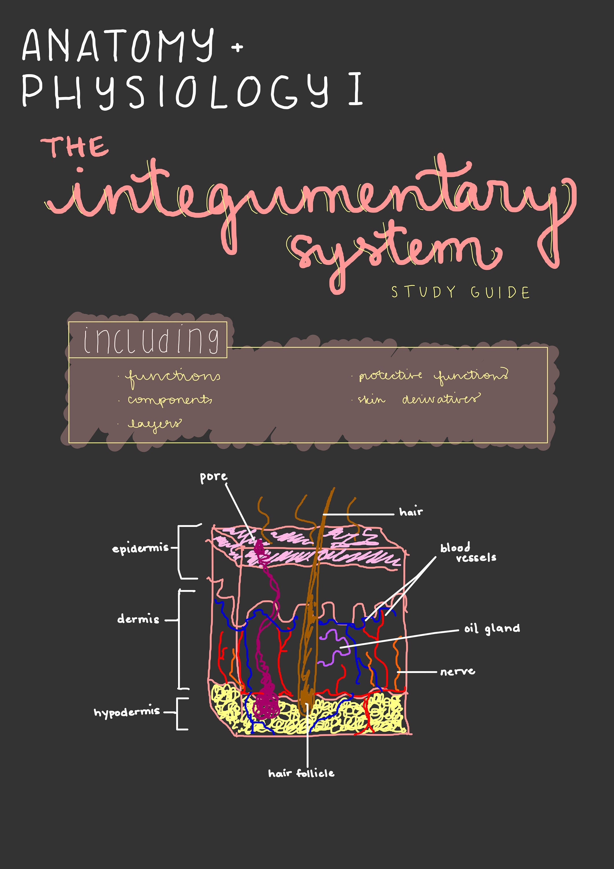 The Integumentary System Study Guide Anatomy and Physiology | Etsy