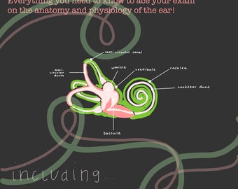 Ear Anatomy & Physiology Study Guide - Nursing School (PDF)