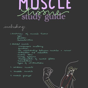 Muscle Tissue Study Guide, Anatomy & Physiology, Nursing School Materials