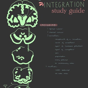 May include: A green and white illustration of the human nervous system, including the brain, spinal cord, and nerves. The text "anatomy & physiology nervous integration study guide" is at the top of the image. The text "including..." is followed by a list of topics related to the nervous system, such as "spinal nerves", "cranial nerves", "sensation", and "motion".
