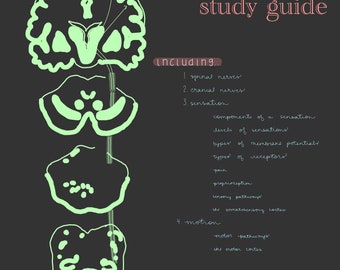 Nervous System Study Guide: Spinal & Cranial Nerves (Digital Download)