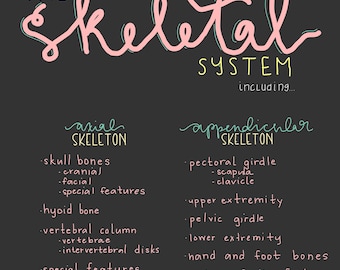 The Skeletal System Study Guide, Anatomy & Physiology, Nursing School Survival Notes