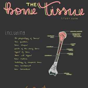 Puede incluir: Guía de estudio de Anatomía y Fisiología I titulada "El tejido óseo". La imagen presenta una ilustración detallada de la estructura ósea, incluyendo la epífisis, el hueso compacto y la cavidad medular. El texto adicional incluye tipos de células óseas y desarrollo óseo.