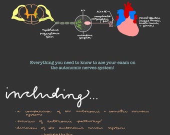 The Autonomic Nervous System Study Guide, Anatomy & Physiology, Nursing School Survival