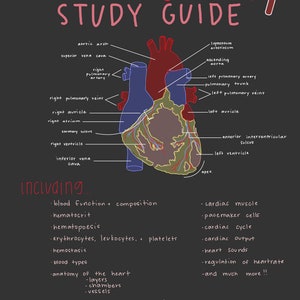 The Blood & Heart Study Guide, The Cardiovascular System - Heart and Blood, Anatomy and Physiology, Nursing School Notes and Study Guides