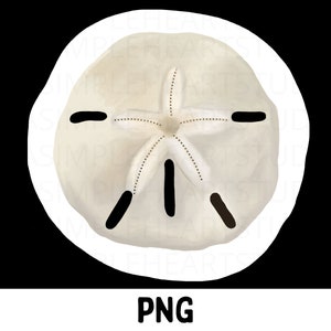 hand drawn sand dollar png