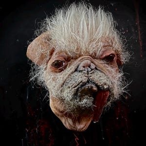 Op de afbeelding: Close-up van een mopshond met een witte mohawk en een lange tong die uitsteekt. De vacht van de hond is lichtbruin en wit.