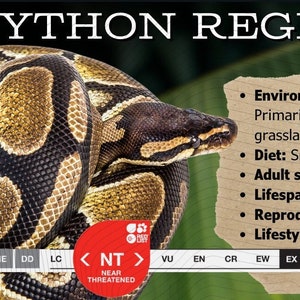 Ball Python Terrarium/vivarium Label - Etsy