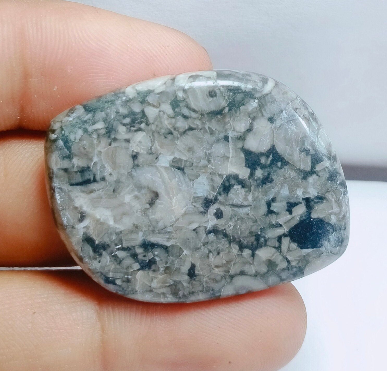 Royal Natural Shell Fossil Jasper Gemstone Top Quality Shell Etsy