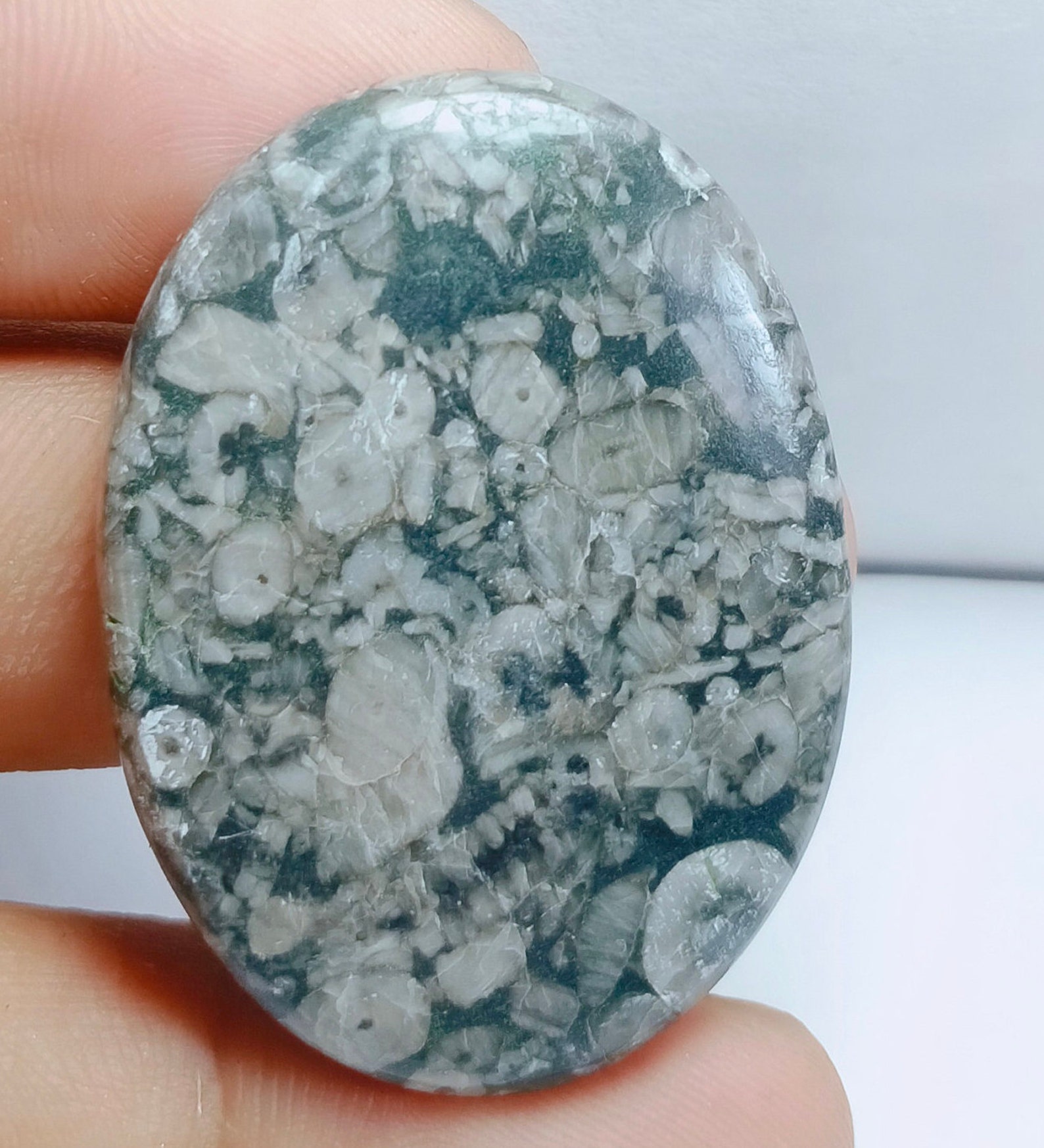 Royal Natural Shell Fossil Jasper Gemstone Top Quality Shell Etsy