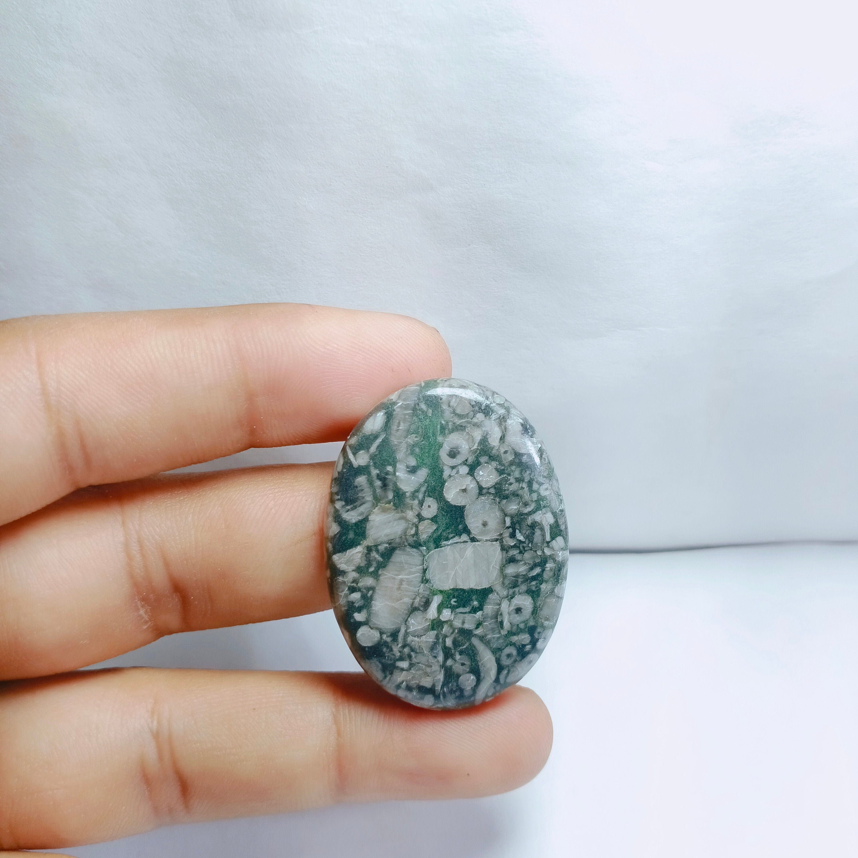 Royal Natural Shell Fossil Jasper Gemstone Top Quality Shell Etsy