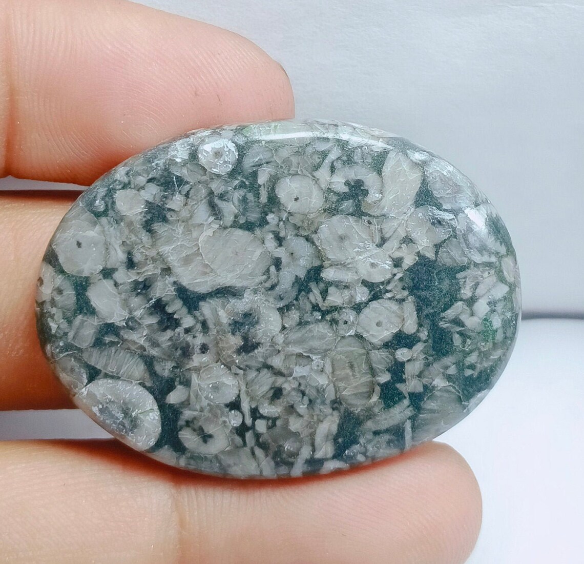 Royal Natural Shell Fossil Jasper Gemstone Top Quality Shell Etsy