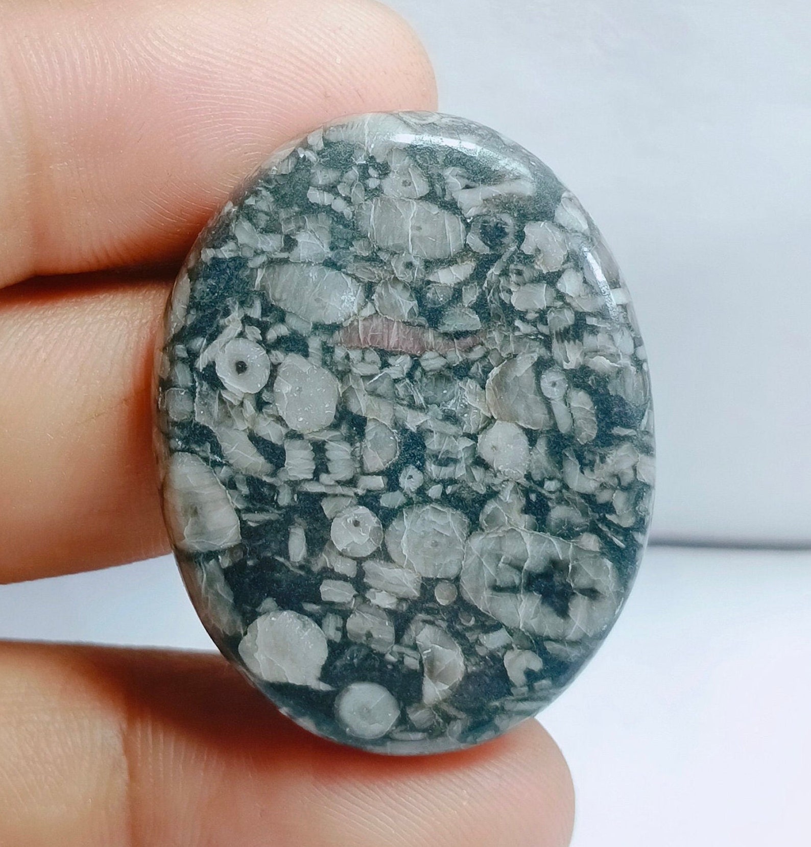 Royal Natural Shell Fossil Jasper Gemstone Top Quality Shell Etsy