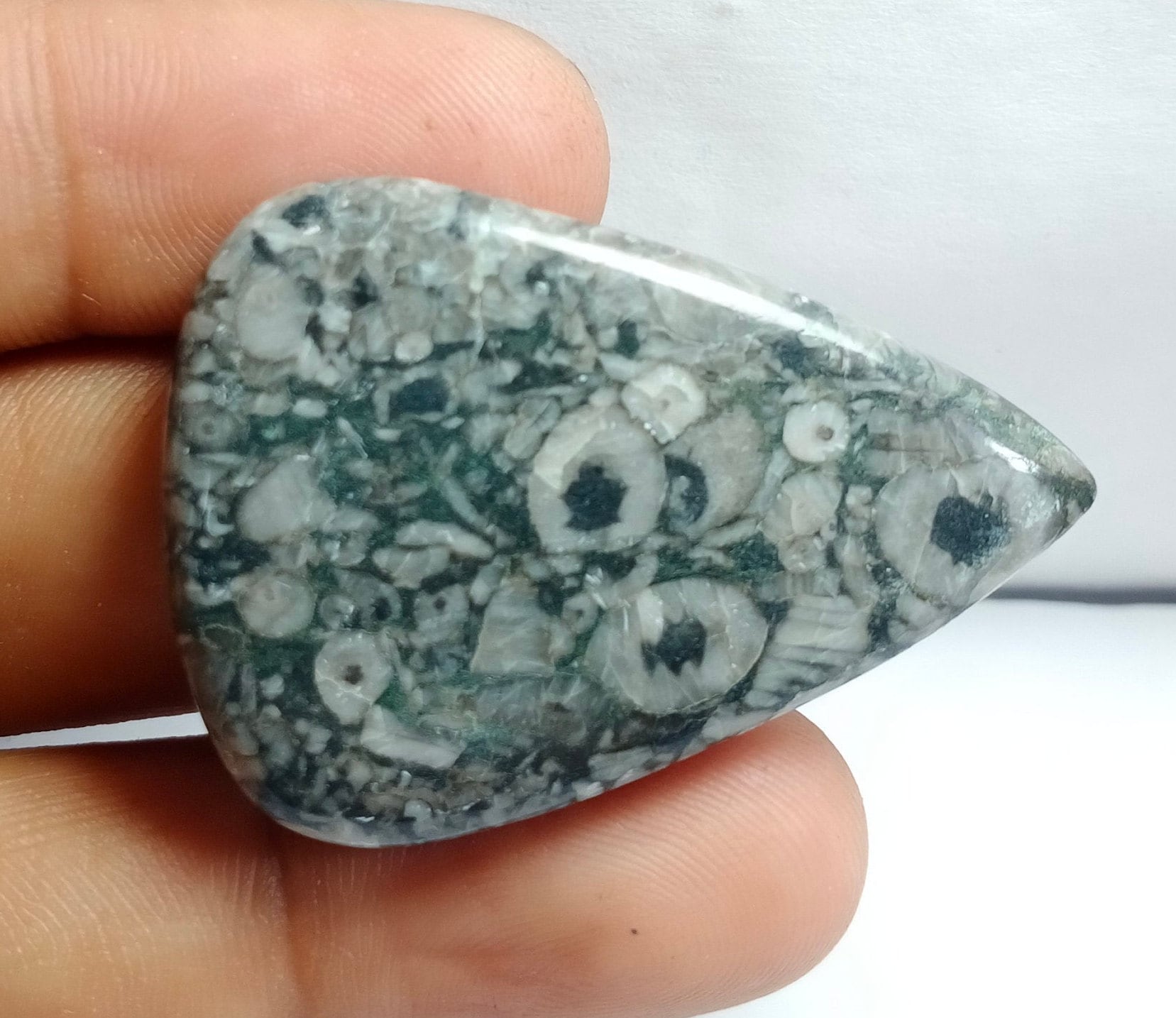 Royal Natural Shell Fossil Jasper Gemstone Top Quality Shell Etsy