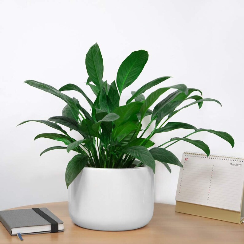 10 inch Ceramic Pot Plant Pots Planters Succulent Flower Vase Etsy