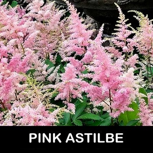 2/ PINK ASTILBE Live Bare Root Starter Plants. Lush Shade Perennial. Clumping Cut Flower Bouquet USA Grower. Free Shipping! Free Gifts!