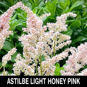 2/ Light HONEY PINK Astilbe Live Bare Root Starter Plants Lush Shade Perennial. Experienced USA Grower.
