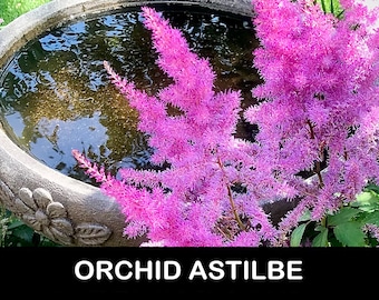 2/ ORCHID ASTILBE Live Bare Root Starter Plants. Lush Shade Perennial. Experienced USA Grower. Free Shipping! Free Gifts!
