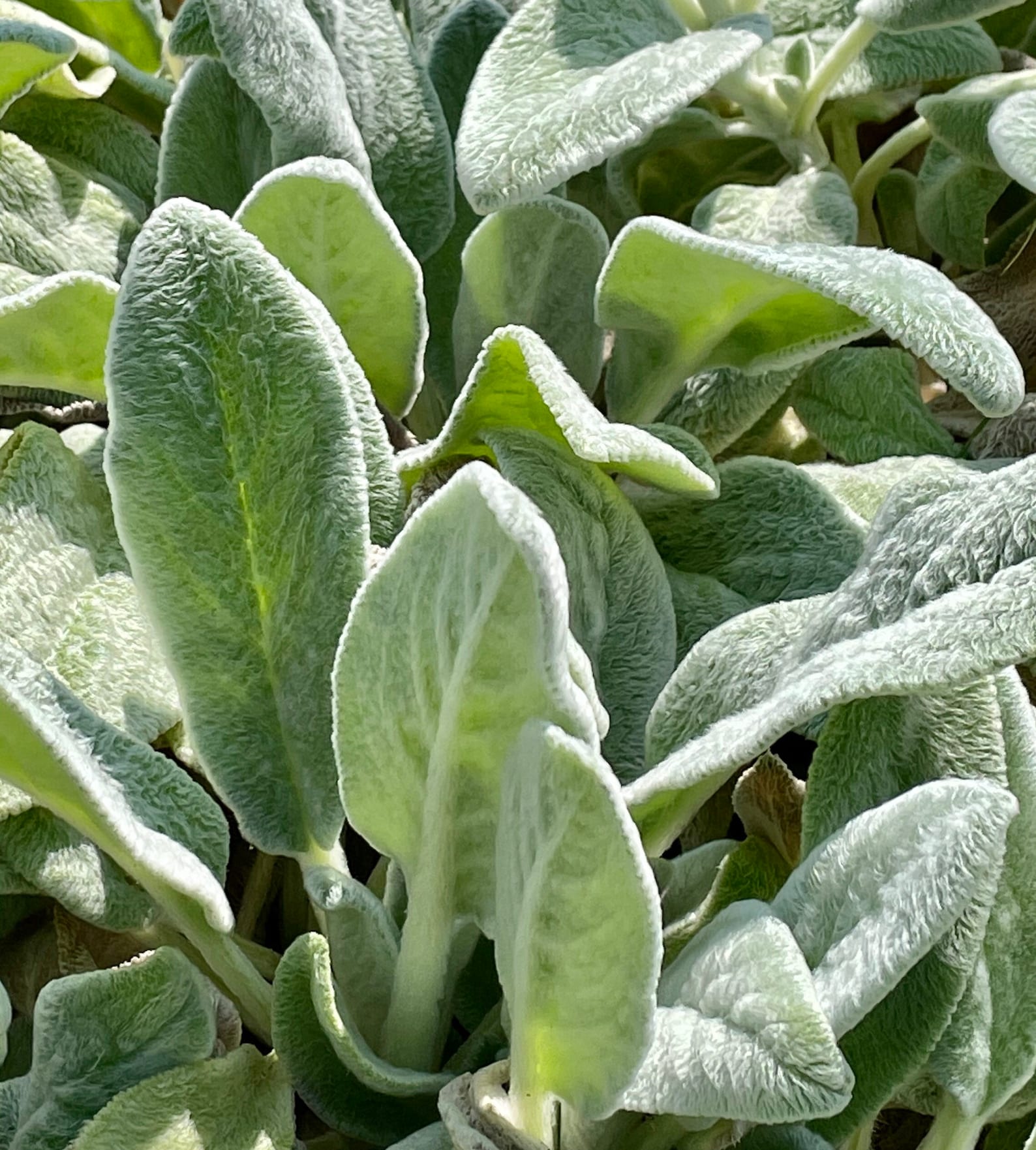 Lot 5/ LAMBS EAR Plants Live Bare Root Starter Plants. Etsy
