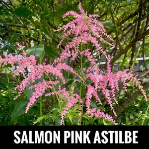 2/ Salmon PINK ASTILBE Bare Root Starter Plants. Shade Perennial. Weeping Habit. USA Grower.