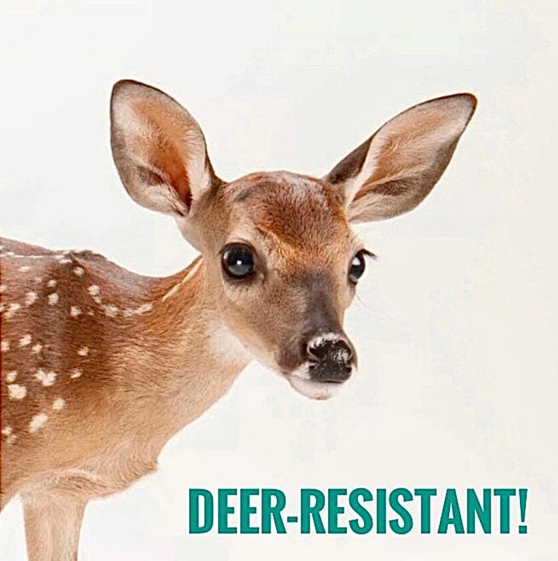 2/ ASTILBE ‘Erika’ Live Bare Root Starter Plants. Lush Shade Perennial. Clumping Cut Flower Bouquet USA Grower. afbeelding 4