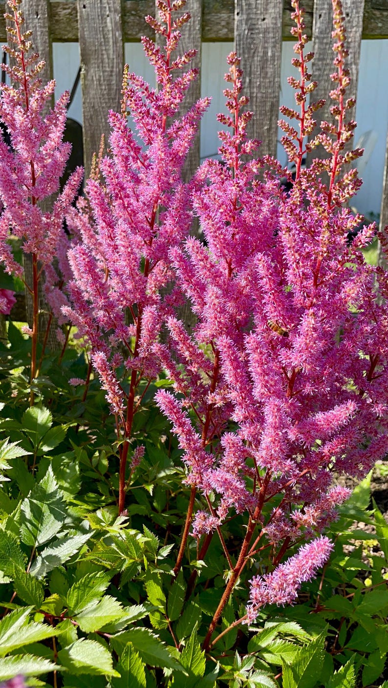 PicturePerfectPlants Maggie Daley Astilbe - Thumbnail 2