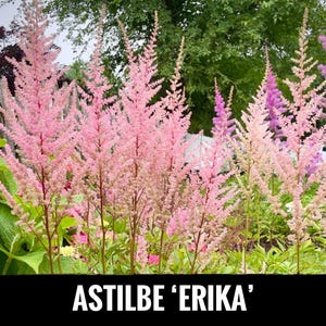 2/ ASTILBE ‘Erika’ Live Bare Root Starter Plants. Lush Shade Perennial. Clumping Cut Flower Bouquet USA Grower.