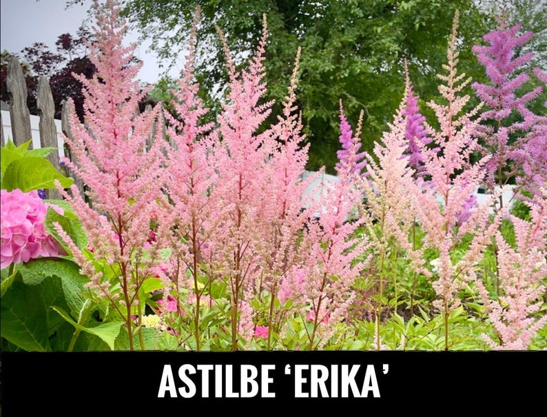 Op de afbeelding: Een tuin met Astilbe 'Erika' planten, met pluizige, roze bloempluimen. De afbeelding toont verschillende roze tinten, aangevuld met groene bladeren. De tekst 'ASTILBE 'ERIKA'' is onderaan de afbeelding te zien.